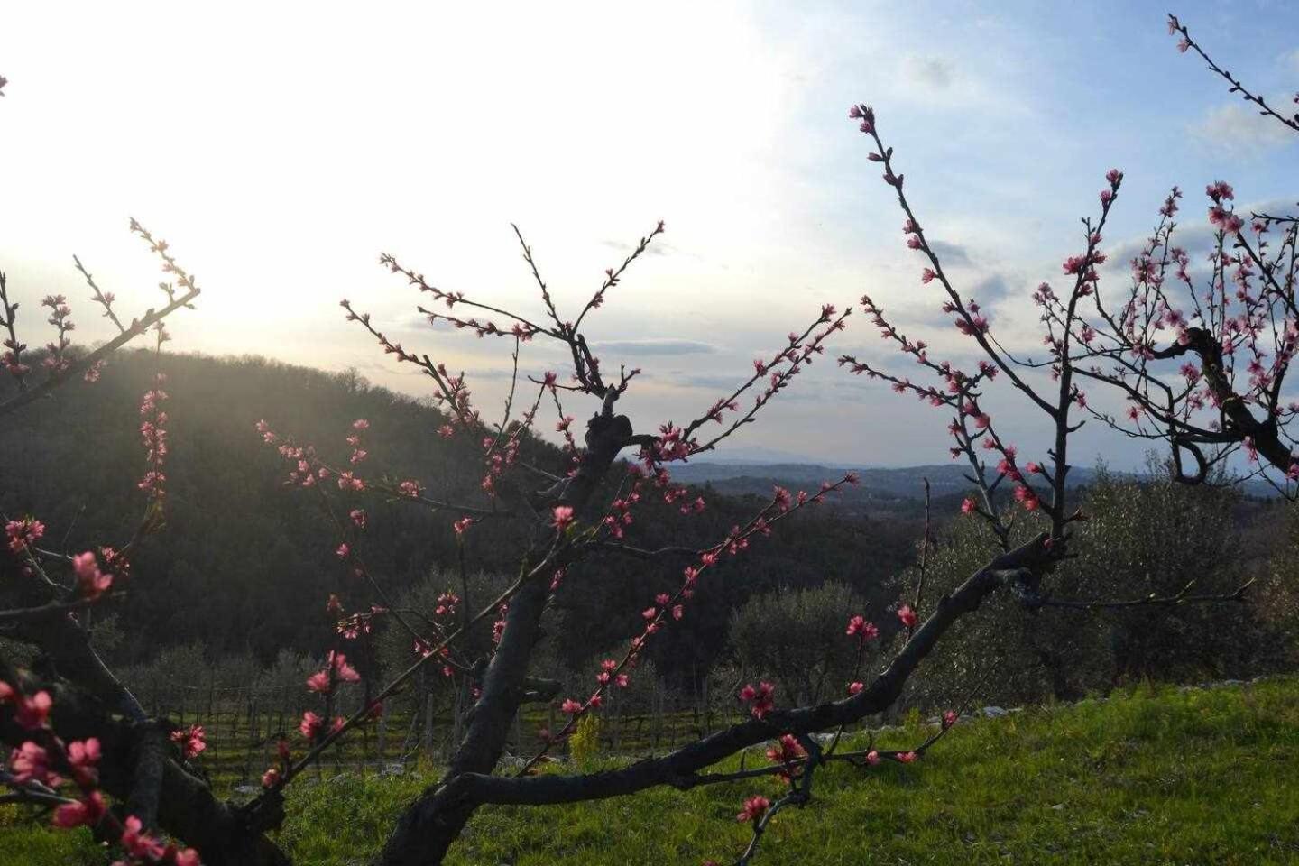 Agriturismo San Silvestro San Donato in Poggio Extérieur photo