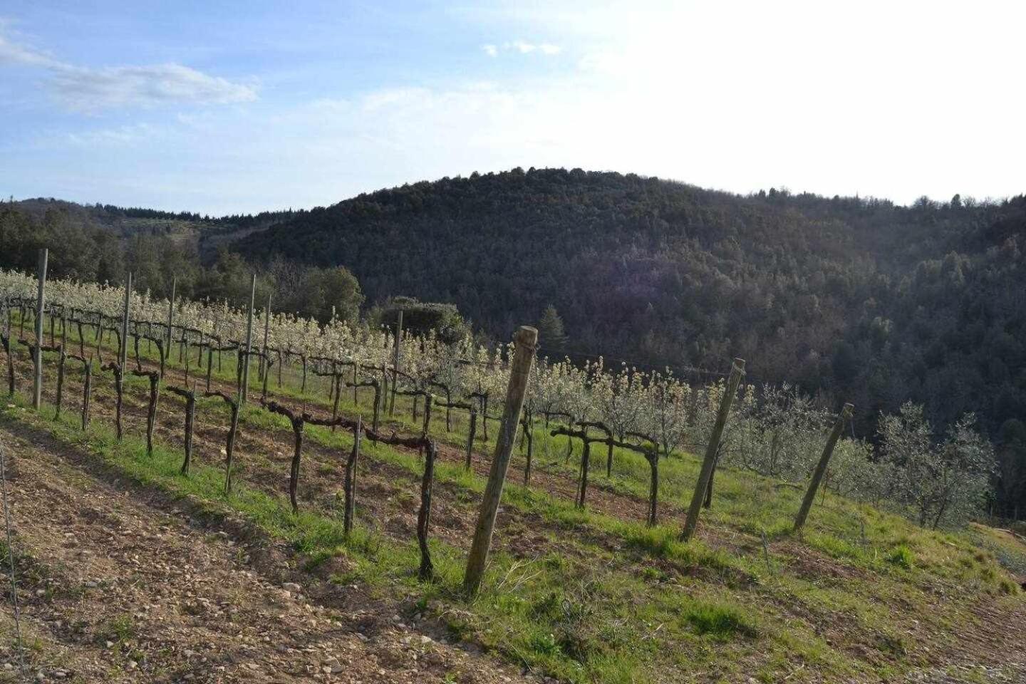 Agriturismo San Silvestro San Donato in Poggio Extérieur photo